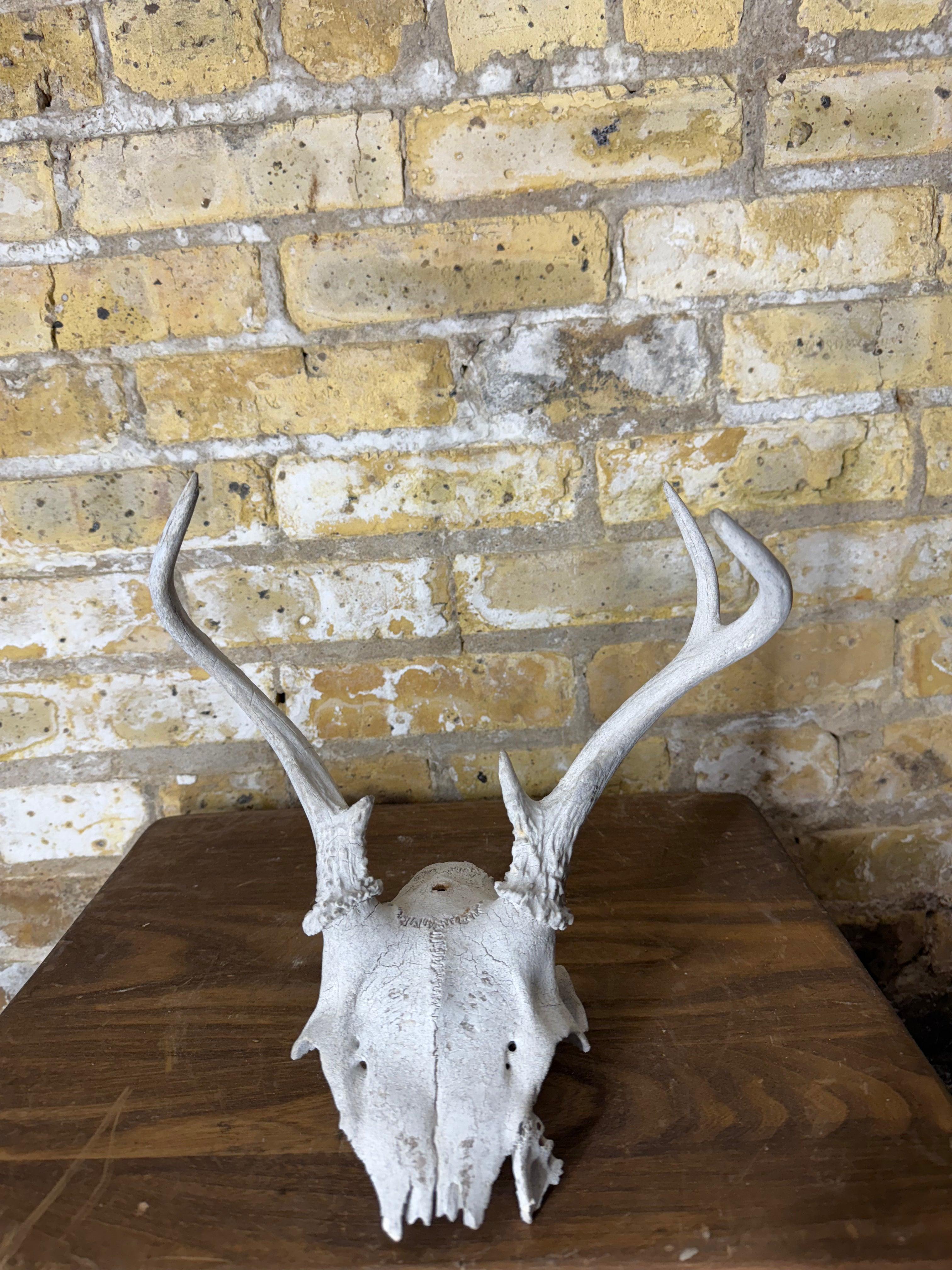 Whitetail Deer Antlers