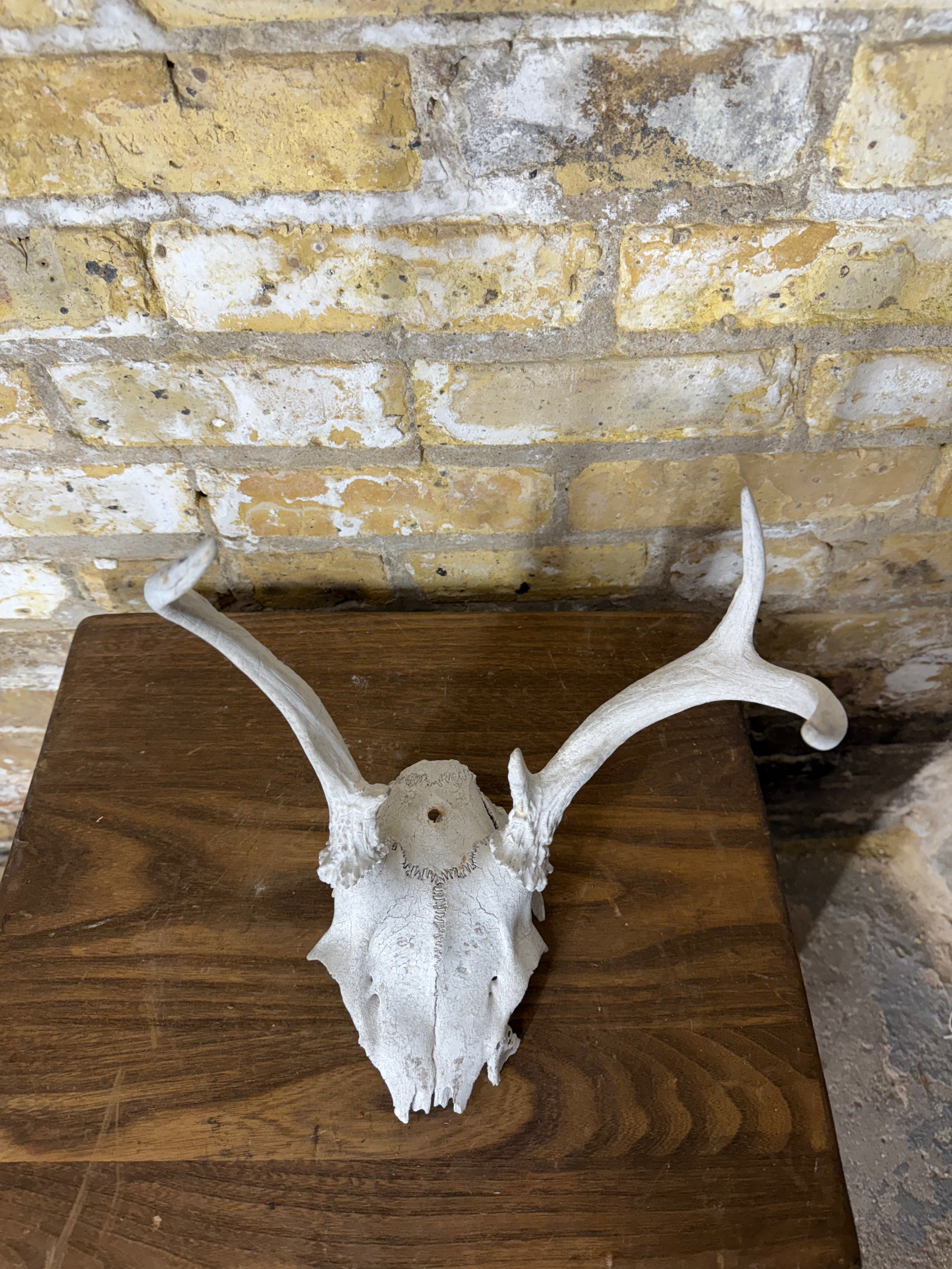 Whitetail Deer Antlers