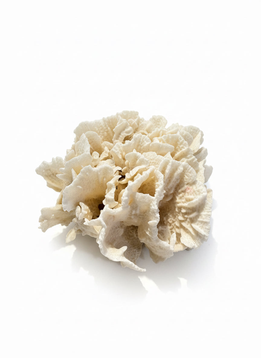White Coral Cluster