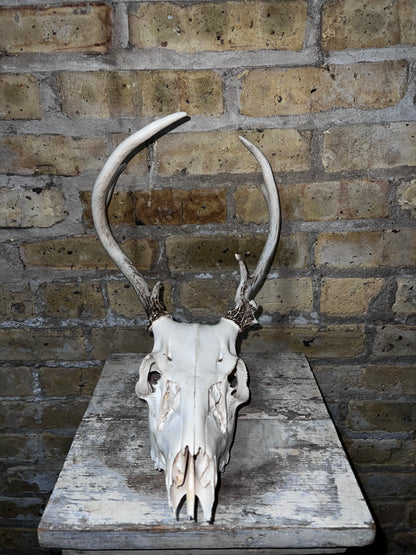Deer Skull