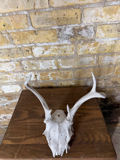 Whitetail Deer Antlers