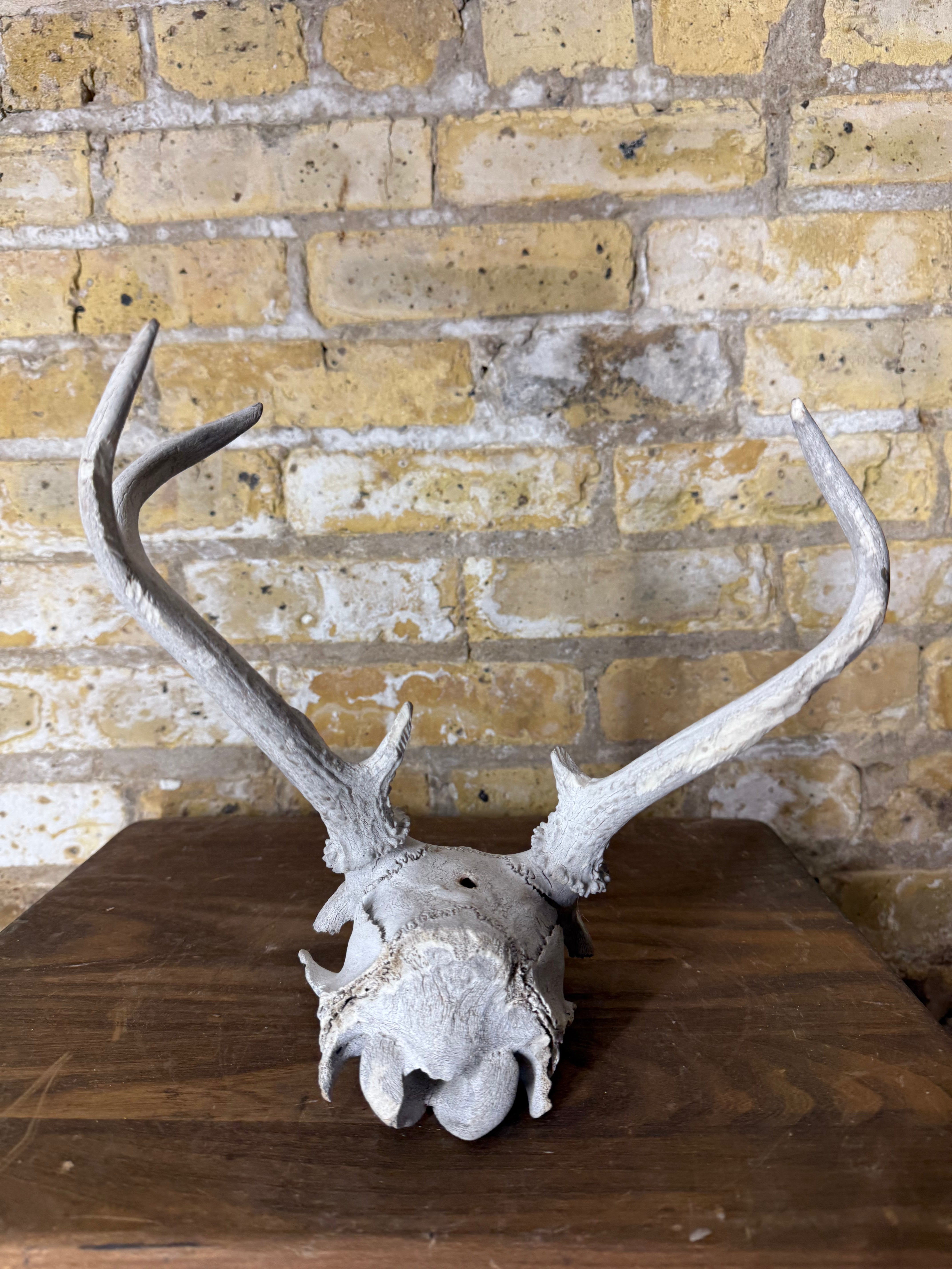 Whitetail Deer Antlers