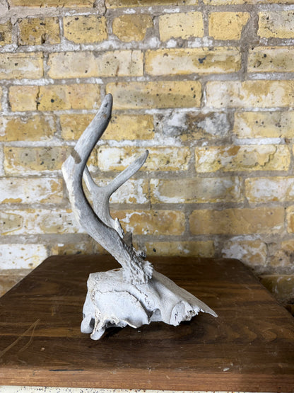 Whitetail Deer Antlers