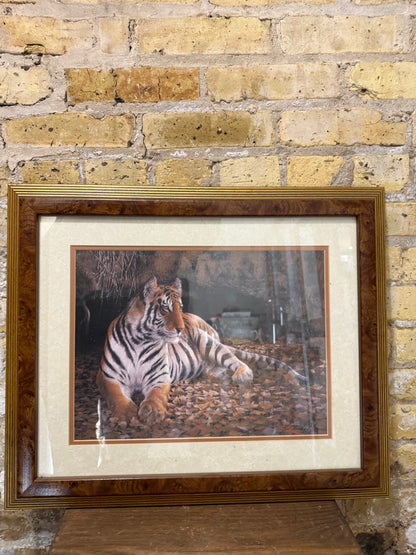 Vintage Tiger Print - Framed