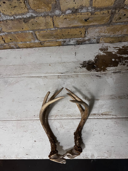 Brown Deer Antlers