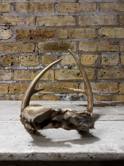 Brown Deer Antlers